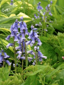 spanish-bluebells spanish-bluebells