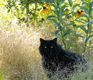 Dr Goof in the Native Garden