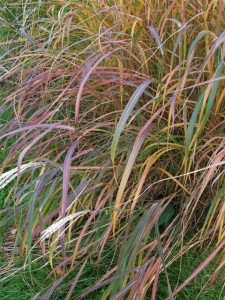 grass autumn color