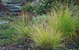 grass in perennial entry garden