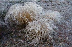 grass winter ice perennial entry garden