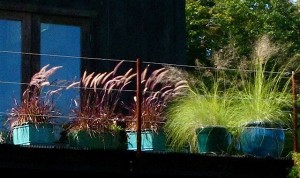 ornamental grass in deck pots