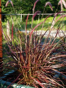 pennisetum setaceum  'rubrum'