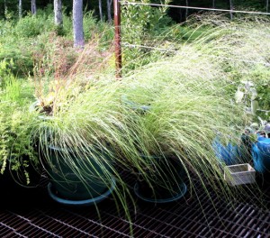 planters, grass