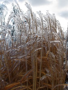 purple grass in winter purple grass in winter