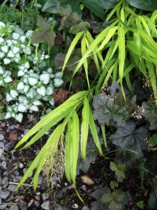 close up hakonechloa