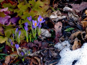 crocus crocus