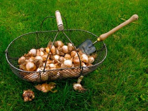 daffodil bulbs two