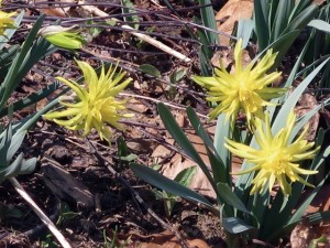 daffodils 2 daffodils 2