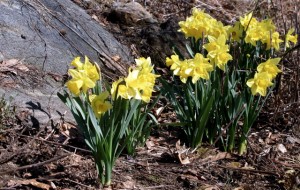 daffodils daffodils