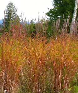 flame grass at meadow's edge