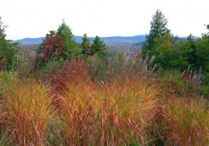 flame grass northwest meadow edge with view
