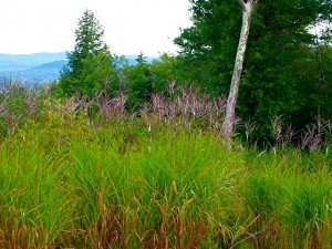 miscanthus purpur. in early september
