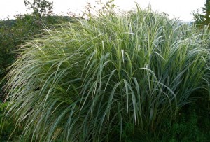 miscanthus v. in morning back light miscanthus v. in morning back light