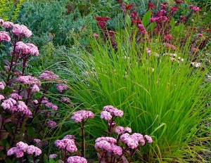 pennisetum alopecuroides