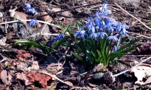 scilla siberica scilla siberica