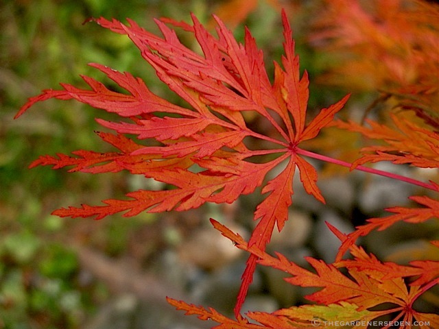 japanese maple leaf burn. This Japanese maple, commonly