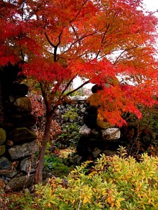 Acer palmatum dissectum 'Seiryu' in October Acer palmatum dissectum 'Seiryu' in October