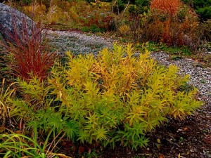 Amsonia t. : Autumn leaf color in garden setting Amsonia t. : Autumn leaf color in garden setting