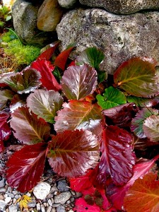 Bergenia 'Bressingham' Bergenia 'Bressingham'