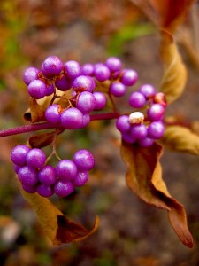 Callicarpa d Issei October after hard frost Callicarpa d Issei October after hard frost