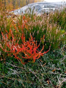 Calluna vulgaris 'Multi color' and 'Silver Knight' with Juniper 'Blue Rug' in autumn Calluna vulgaris 'Multi color' and 'Silver Knight' with Juniper 'Blue Rug' in autumn
