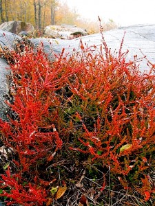 Calluna vulgaris 'multicolor' heather brightly colored in October Calluna vulgaris 'multicolor' heather brightly colored in October