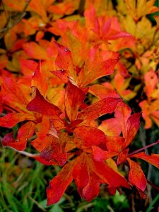 Enkianthus autumn color Enkianthus autumn color