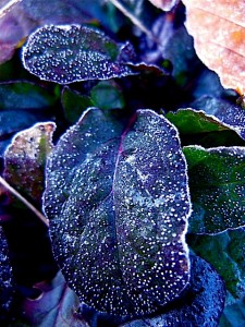 Frost Ajuga with frost Frost Ajuga with frost