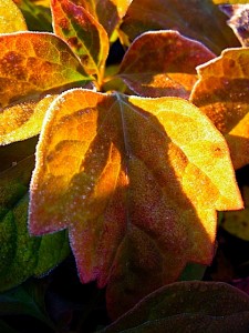 Frost Allegheny spurge with frost Frost Allegheny spurge with frost