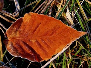 Frost Beech leaf with frost Frost Beech leaf with frost