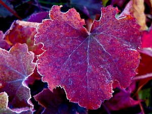 Frost Heuchera 'Palace purple' with frost Frost Heuchera 'Palace purple' with frost