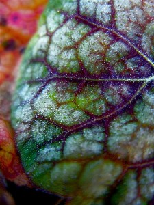 Frost Heuchera 'green spice' with frost Frost Heuchera 'green spice' with frost