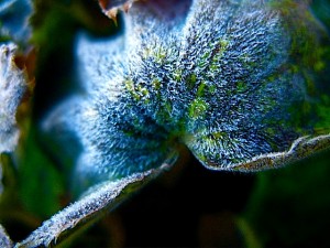 Frost Lady's Mantle 2 Frost Lady's Mantle 2