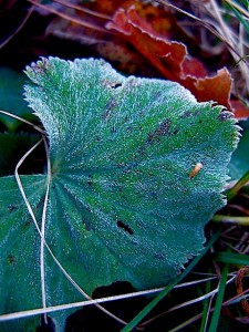 Frost Lady's Mantle Frost Lady's Mantle