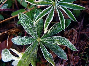 Frost Lupine with frost Frost Lupine with frost