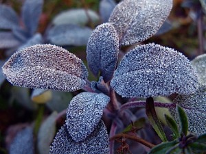 Frost Sage with frost Frost Sage with frost