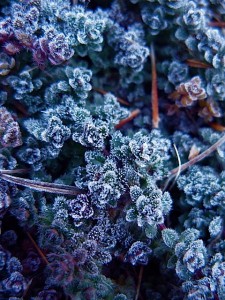 Frost Thyme with frost Frost Thyme with frost