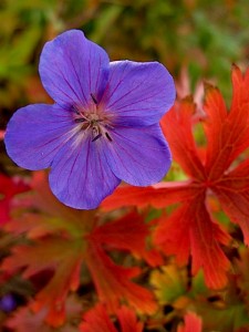 Geranium 'Brookside' Autumn bloom and orange foliage color Geranium 'Brookside' Autumn bloom and orange foliage color