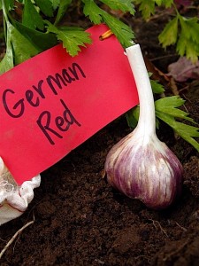 German Red Garlic w:tag German Red Garlic w:tag