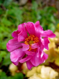 Japanese anemone serenade Japanese anemone serenade