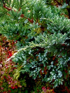 Juniper squ. Holgers in autumn Juniper squ. Holgers in autumn