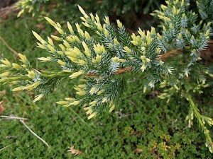 Juniperus squamata 'Holger' sulphur colored tips on new growth close up Juniperus squamata 'Holger' sulphur colored tips on new growth close up
