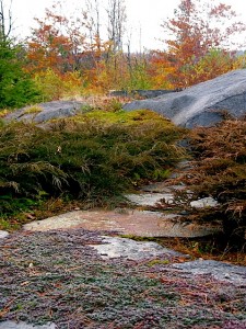 Microbiota Moss and Thyme path in autumn Microbiota Moss and Thyme path in autumn