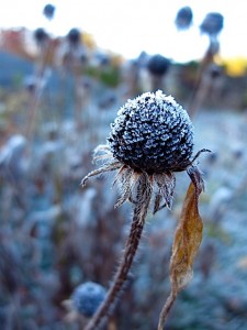 Rudbeckia with frost Rudbeckia with frost