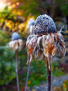 Rudbeckia with hoar frost Rudbeckia with hoar frost