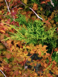 Stephanandra icisa and Juniper Pfizeriana Gold Stephanandra icisa and Juniper Pfizeriana Gold