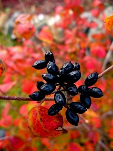 Viburnum carlesii, autumn black shiny fruit and foliage color Viburnum carlesii, autumn black shiny fruit and foliage color