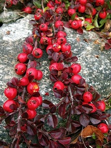 cotoneaster burnished leaves after frost cotoneaster burnished leaves after frost
