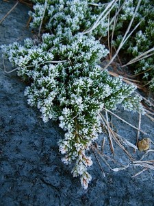juniperus procumbens 'Nana' nana with hoar frost juniperus procumbens 'Nana' nana with hoar frost